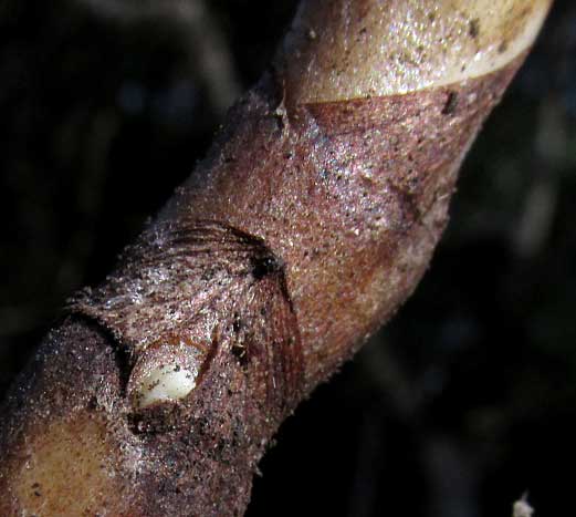 Arrowleaf Elephantear, Xanthosoma sagittifolium, rhizome nodes