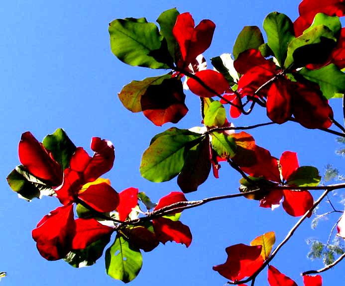 Tropical Almond Tree, Terminalia catappa, red leaves