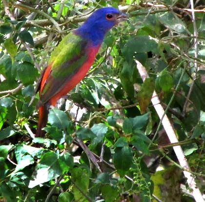 Painted Bunting, PASSERINA CIRIS eating Pigeonberries