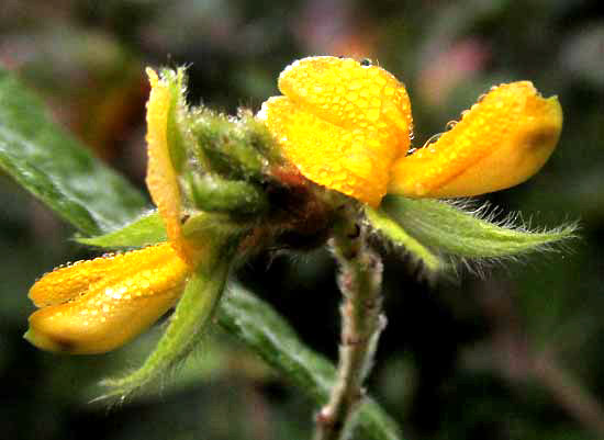 Habilla, RHYNCHOSIA RETICULATA, flowers