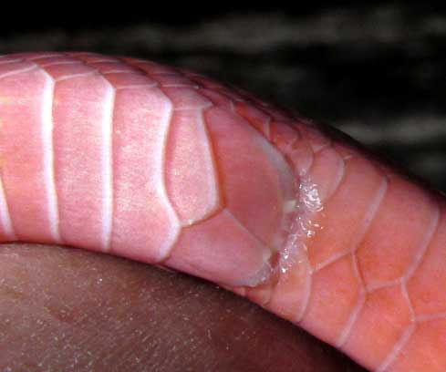 divided anal scale of, probably, a pink form of Scorpion-hunting Snake, Stenorrhina freminvillei