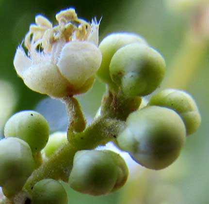 Soapberry, SAPINDUS SAPONARIA, flowers