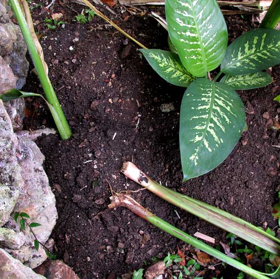 damage done by Pocket Gopher, or Tuza, ORTHOGEOMYS HISPIDUS YUCATANENSIS