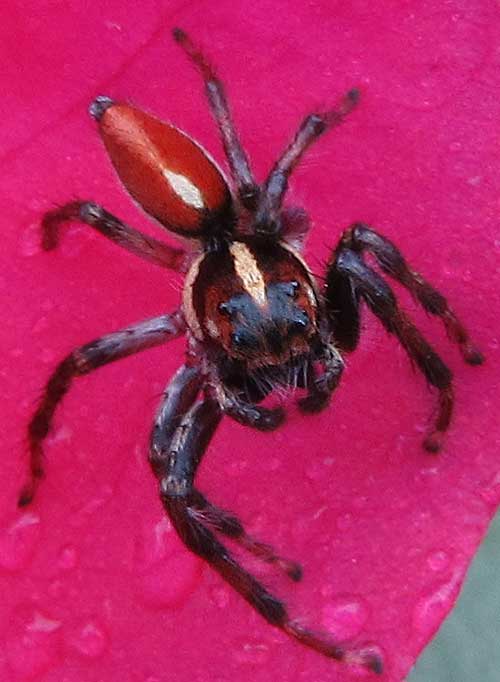 Sunset Spider, FRIGGA PRATENSIS, male