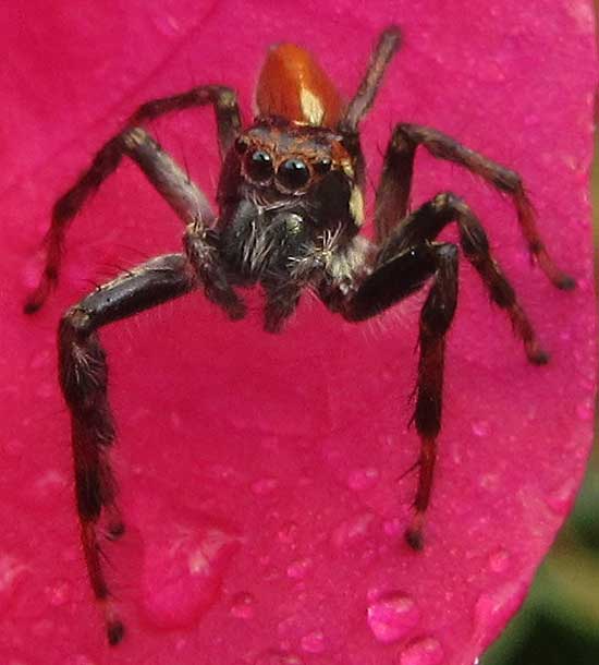 Sunset Spider, FRIGGA PRATENSIS