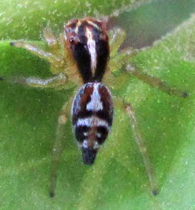 Sunset Spider, FRIGGA PRATENSIS, female top
