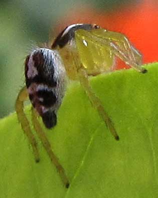 Sunset Spider, FRIGGA PRATENSIS, female rear view