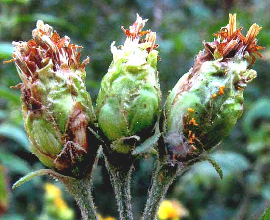 aff. LASIANTHAEA MACROCEPHALA, involucre