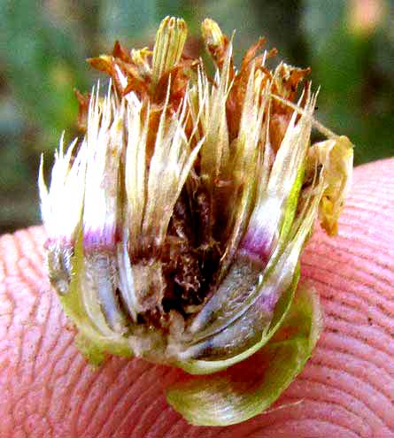 aff. LASIANTHAEA MACROCEPHALA, cypselae & pappuses