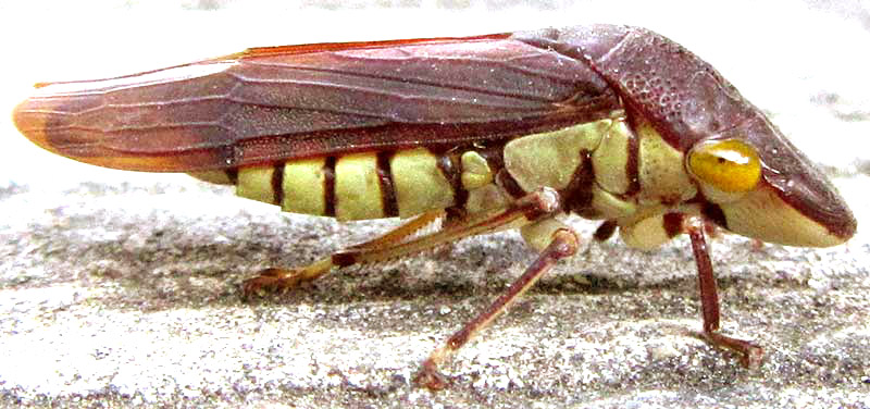 Sharpshooter Leafhopper, PSEUDOPHERA CONTRARIA, side view