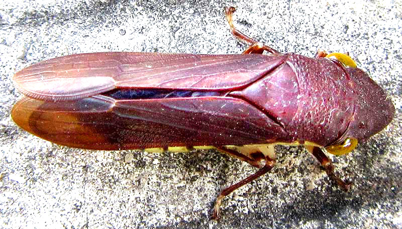 Sharpshooter Leafhopper, PSEUDOPHERA CONTRARIA, top