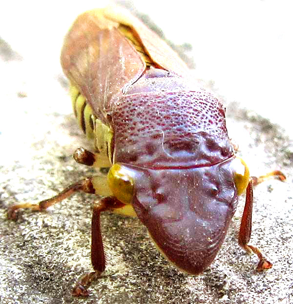 Sharpshooter Leafhopper, PSEUDOPHERA CONTRARIA, front