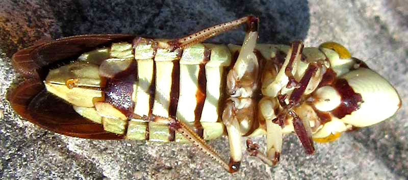 Sharpshooter Leafhopper, PSEUDOPHERA CONTRARIA, bottom