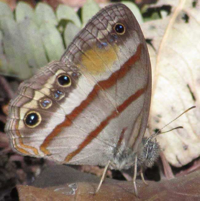 Gold-stained Satyr, CISSIA PSEUDOCONFUSA
