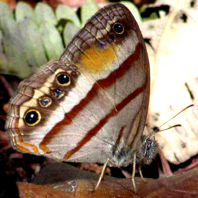 Gold-stained Satyr, CISSIA PSEUDOCONFUSA