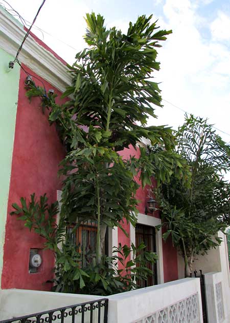 Clustering Fishtail Palm, CARYOTA MITIS