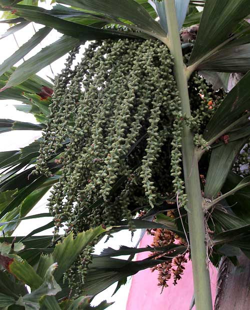 Clustering Fishtail Palm, CARYOTA MITIS, fruiting mop