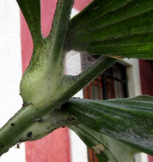 Clustering Fishtail Palm, CARYOTA MITIS, petiole base