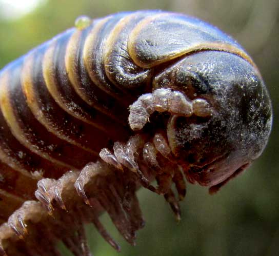 Chichen Itza Bumblebee Millipede, ANADENOBOLUS cf CHICHEN, head