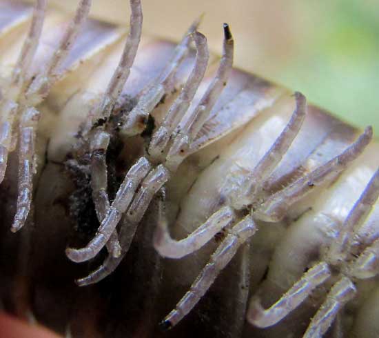 Chichen Itza Bumblebee Millipede, ANADENOBOLUS cf CHICHEN, legs