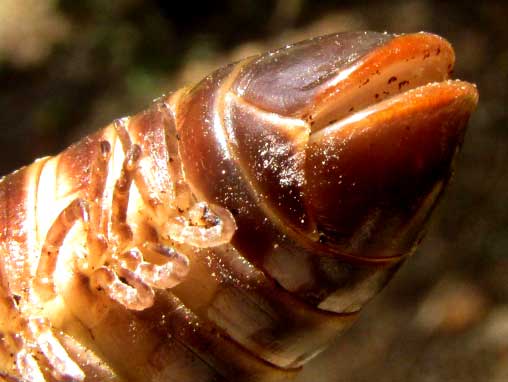 Chichen Itza Bumblebee Millipede, ANADENOBOLUS cf CHICHEN, anus