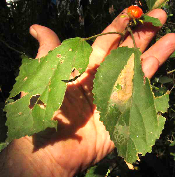 Tulipán or Turk's Turban, MALVAVISCUS ARBOREUS, fruit & leaves