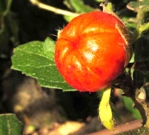 Tulipán or Turk's Turban, MALVAVISCUS ARBOREUS, fruit top view