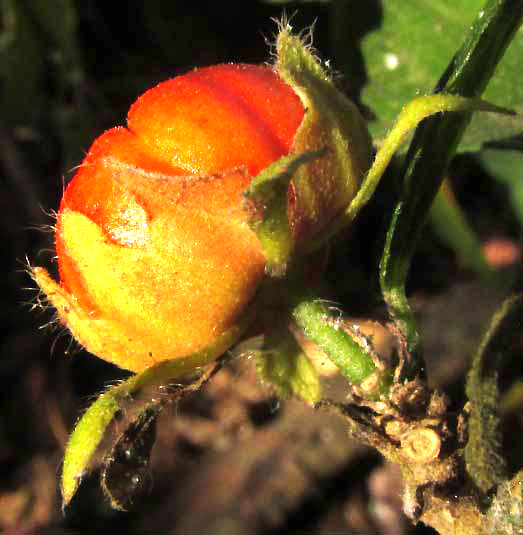 Tulipán or Turk's Turban, MALVAVISCUS ARBOREUS, fruit side view