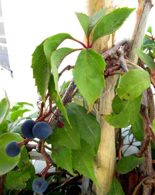 Virginia Creeper, PARTHENOCISSUS QUINQUEFOLIA, fruits