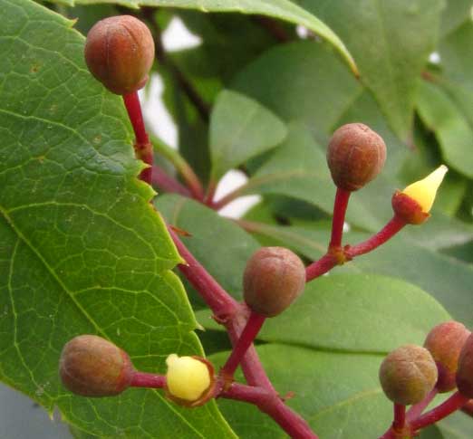 Virginia Creeper, PARTHENOCISSUS QUINQUEFOLIA