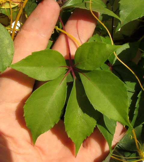 Virginia Creeper, PARTHENOCISSUS QUINQUEFOLIA, leaf