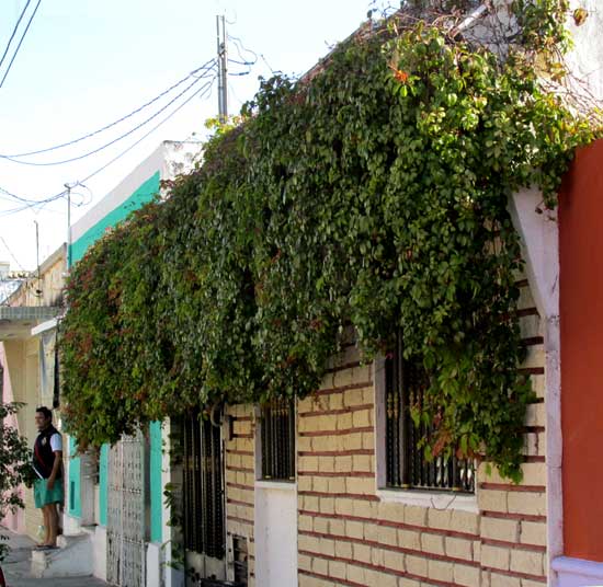 Virginia Creeper, PARTHENOCISSUS QUINQUEFOLIA, as curtain