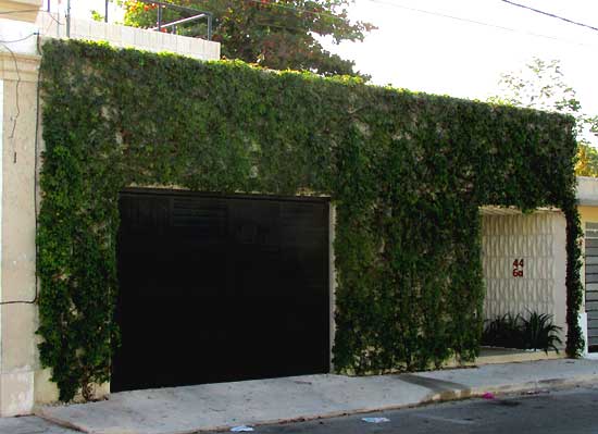 Virginia Creeper, PARTHENOCISSUS QUINQUEFOLIA, covering wall