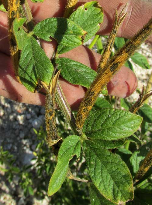 Asian Spiderflower, CLEOME VISCOSA, fruits