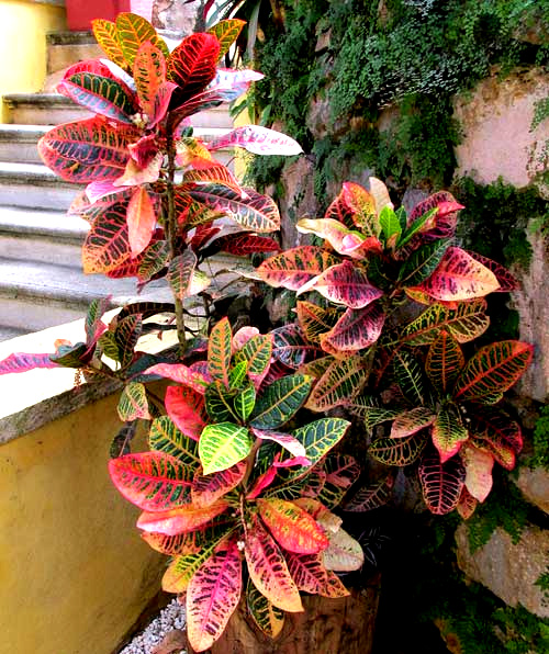 Variegated Croton, CODIAEUM VARIEGATUM