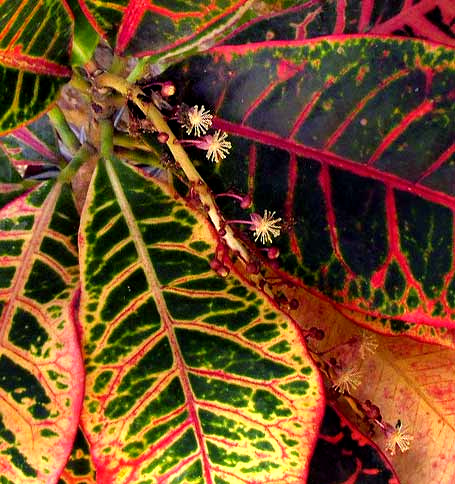 Variegated Croton, CODIAEUM VARIEGATUM, raceme of male flowers