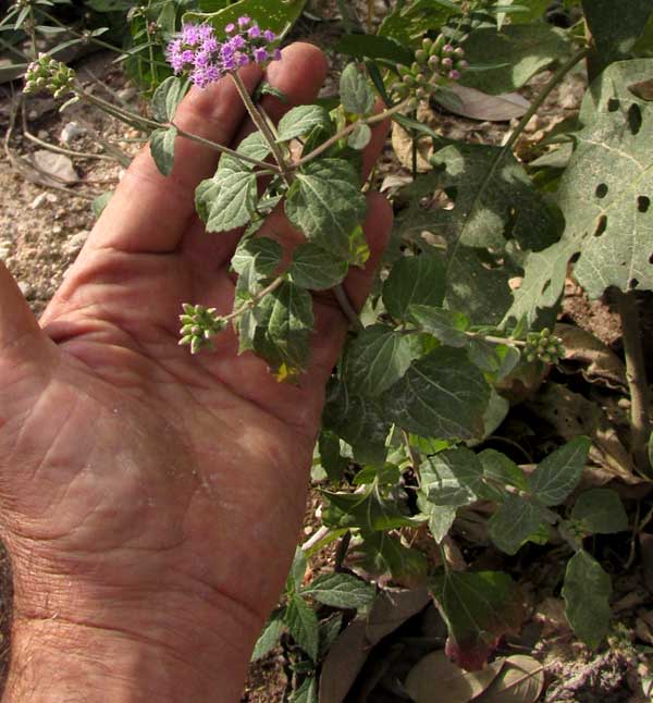 Lavender Thoroughwort, FLEISCHMANNIA PYCNOCEPHALA
