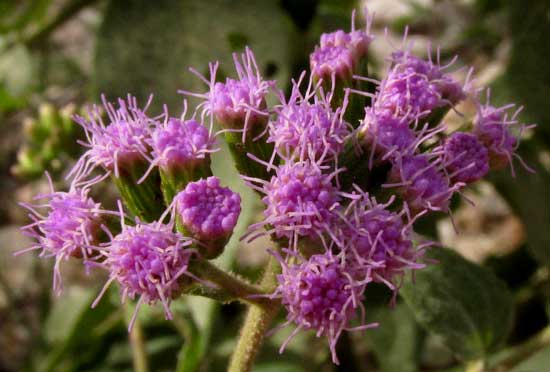 Lavender Thoroughwort, FLEISCHMANNIA PYCNOCEPHALA, flowering heads