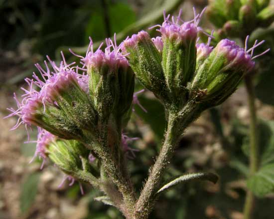 Lavender Thoroughwort, FLEISCHMANNIA PYCNOCEPHALA, involucre