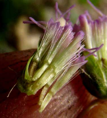 Lavender Thoroughwort, FLEISCHMANNIA PYCNOCEPHALA, pappus form
