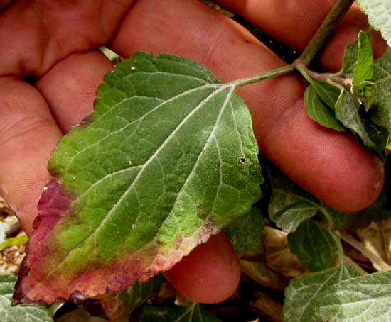 Lavender Thoroughwort, FLEISCHMANNIA PYCNOCEPHALA, leaves