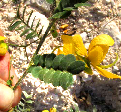 SENNA PALLIDA var. GAUMERI, flowers with leaves