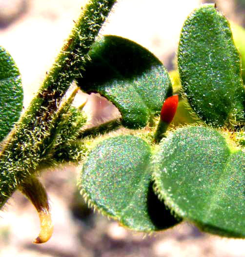 SENNA PALLIDA var. GAUMERI leaf gland