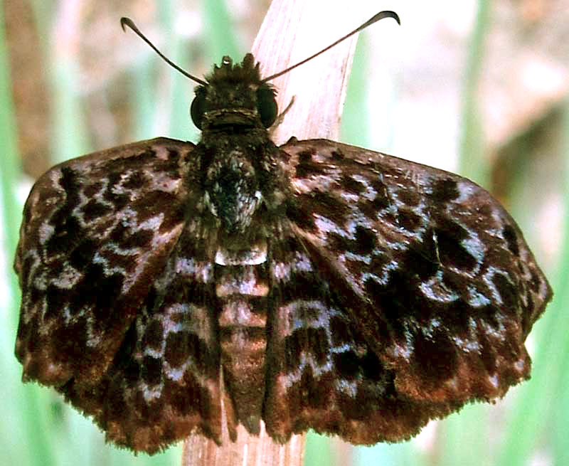 Widespread Bent-Skipper, CYCLOGLYPHA THRASIBULUS ssp THRASIBULUS