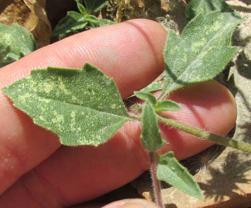 Coatbuttons, TRIDAX PROCUMBENS, leaves