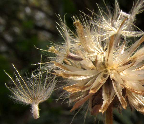 Coatbuttons, TRIDAX PROCUMBENS, cypsela with pappus