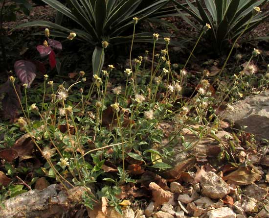 Coatbuttons, TRIDAX PROCUMBENS