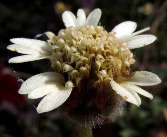 Coatbuttons, TRIDAX PROCUMBENS, flower