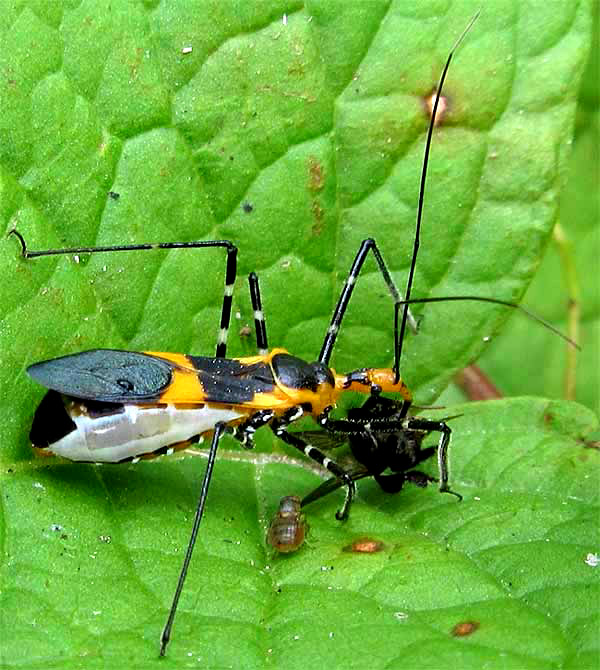 Longlegged Assasin Bug, ZELUS LONGIPES