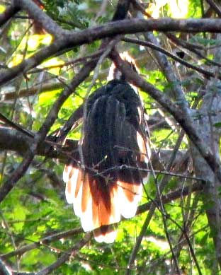 Pheasant Cuckoo, DROMOCOCCYX PHASIANELLUS